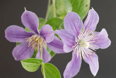 staudenclematis arabella|Clematis Arabella